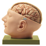 Base Of The Head Model